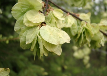 Bergulme (Ulmus glabra) - © Emanuel Trummer